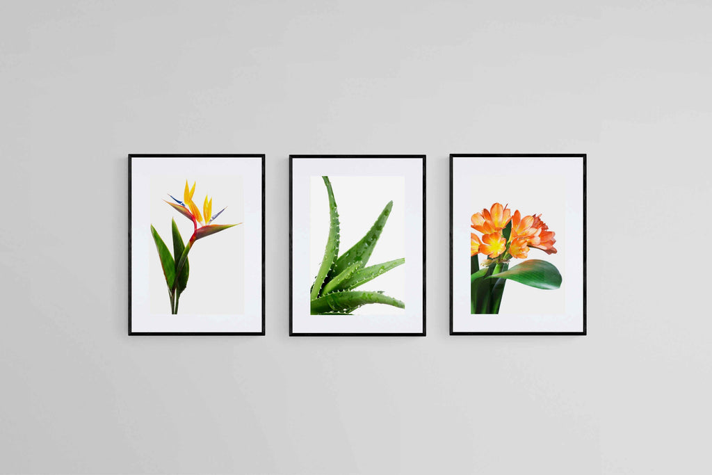 Strelitzia Set-Wall_Art-45 x 60cm (x3)-Framed Print-Black-Pixalot
