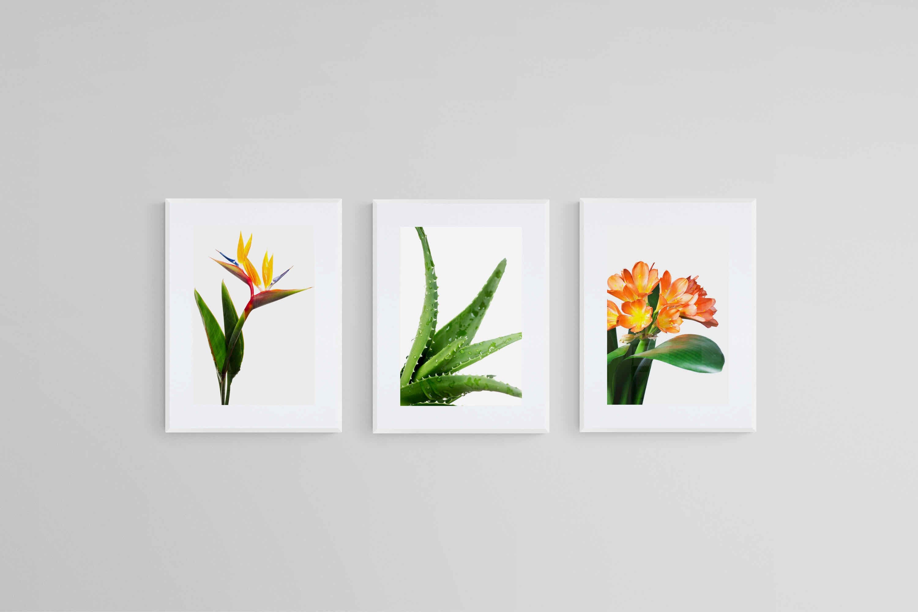 Strelitzia Set-Wall_Art-45 x 60cm (x3)-Framed Print-White-Pixalot
