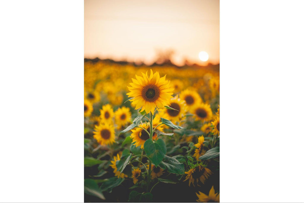 Sunflowers at Sunset-Wall_Art-Pixalot