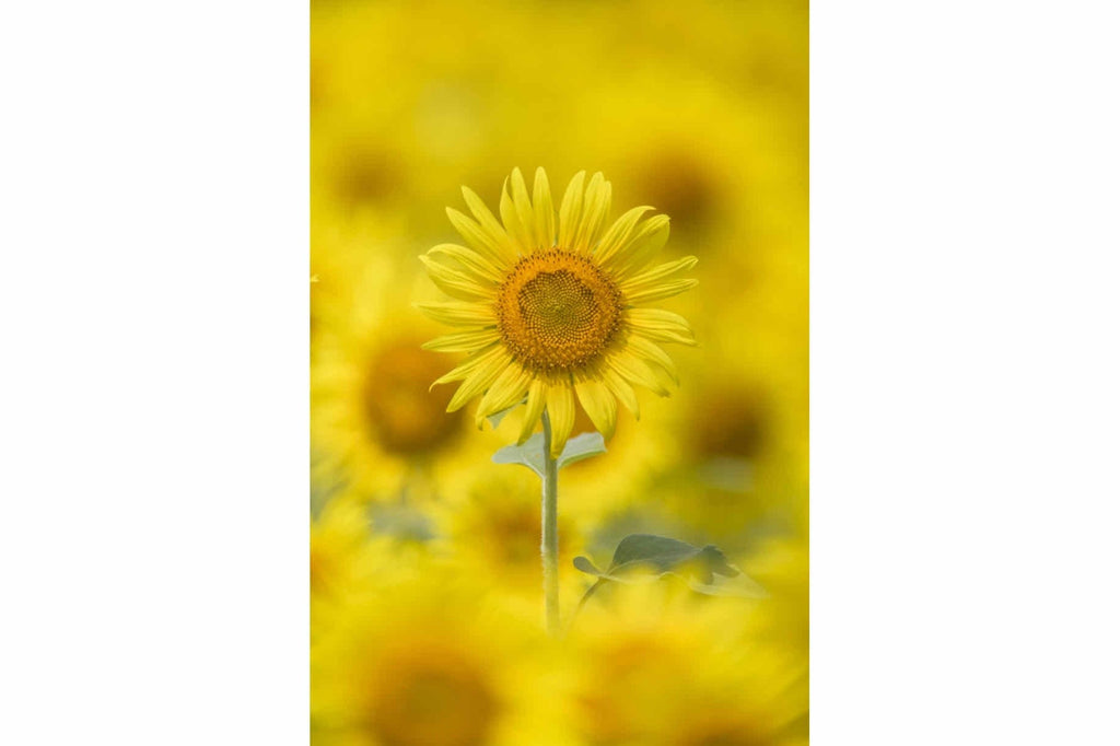 Sunniest Sunflower-Wall_Art-Pixalot