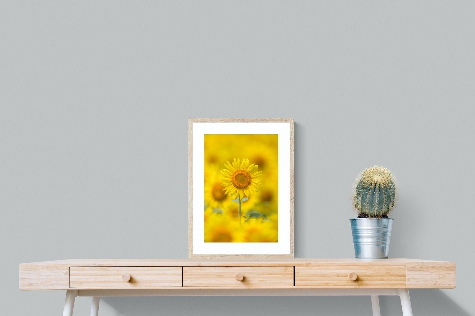 Sunniest Sunflower-Wall_Art-45 x 60cm-Framed Print-Wood-Pixalot