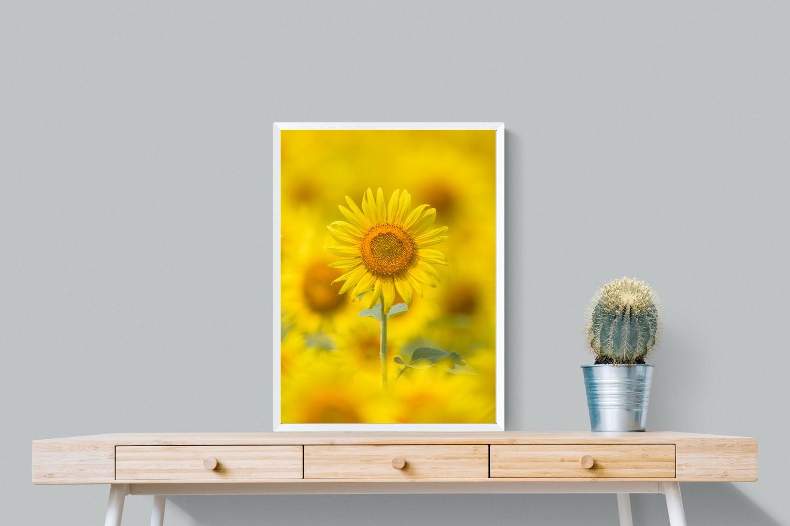 Sunniest Sunflower-Wall_Art-60 x 80cm-Mounted Canvas-White-Pixalot
