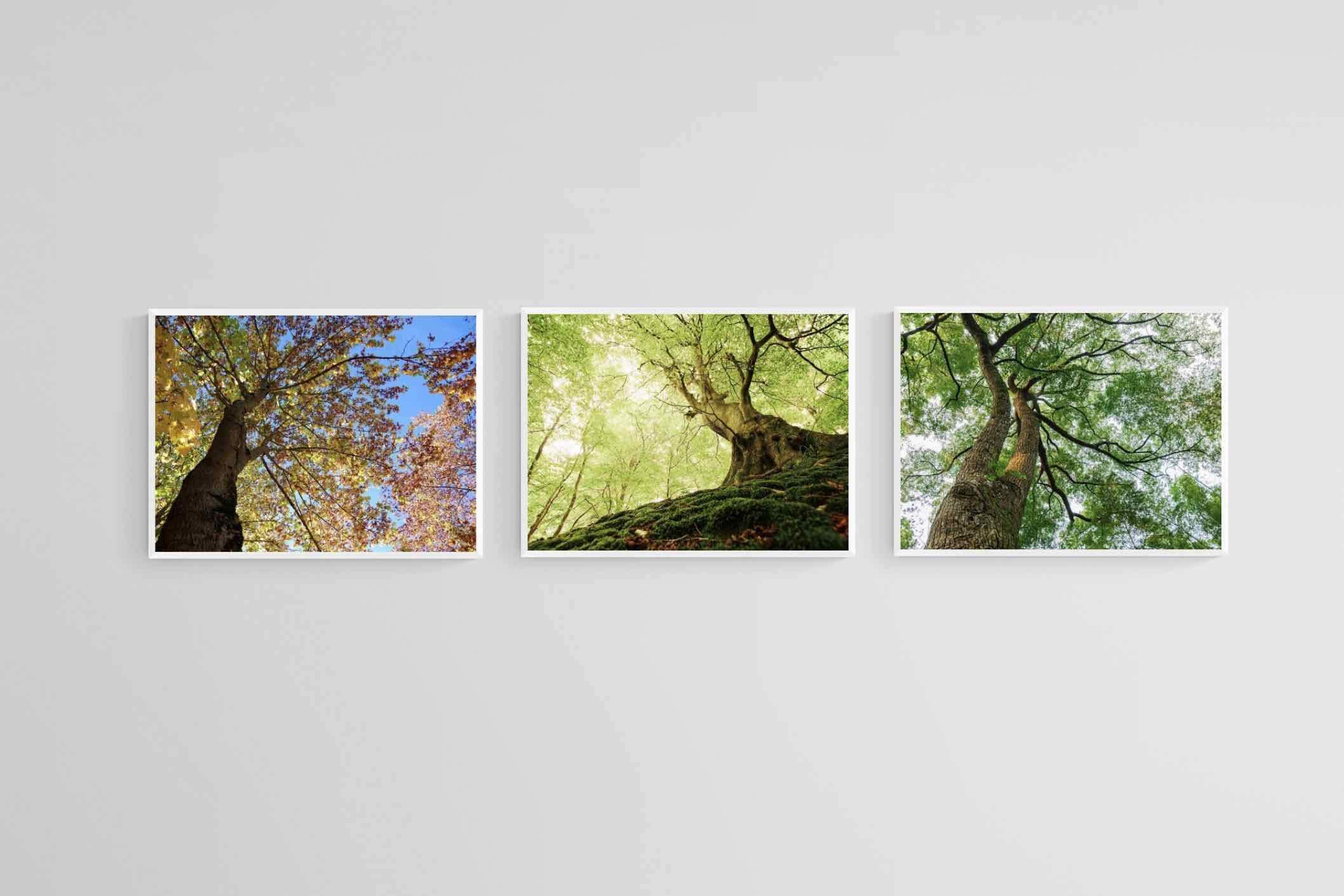 Tree Set-Wall_Art-60 x 45cm (x3)-Mounted Canvas-White-Pixalot