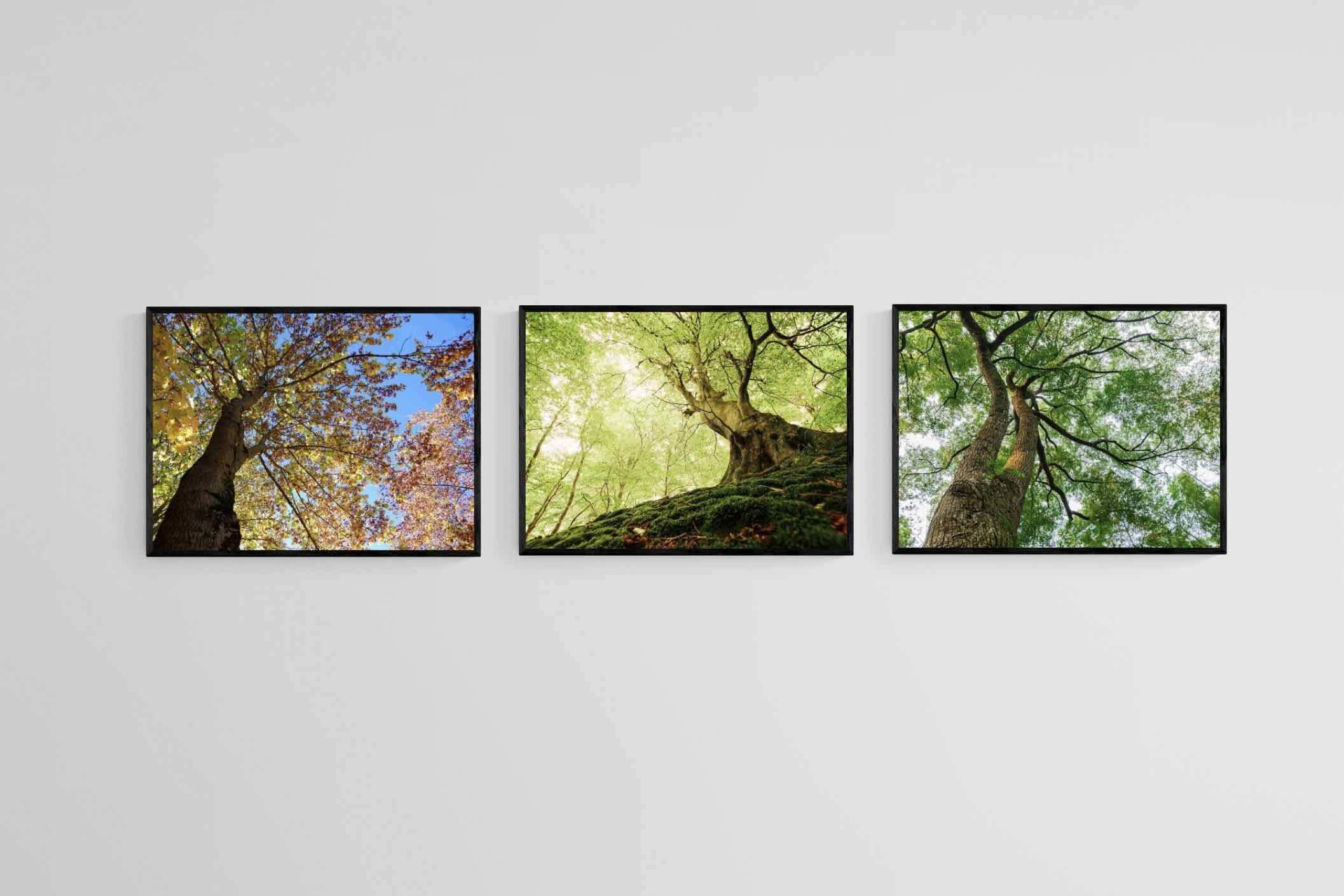 Tree Set-Wall_Art-60 x 45cm (x3)-Mounted Canvas-Black-Pixalot