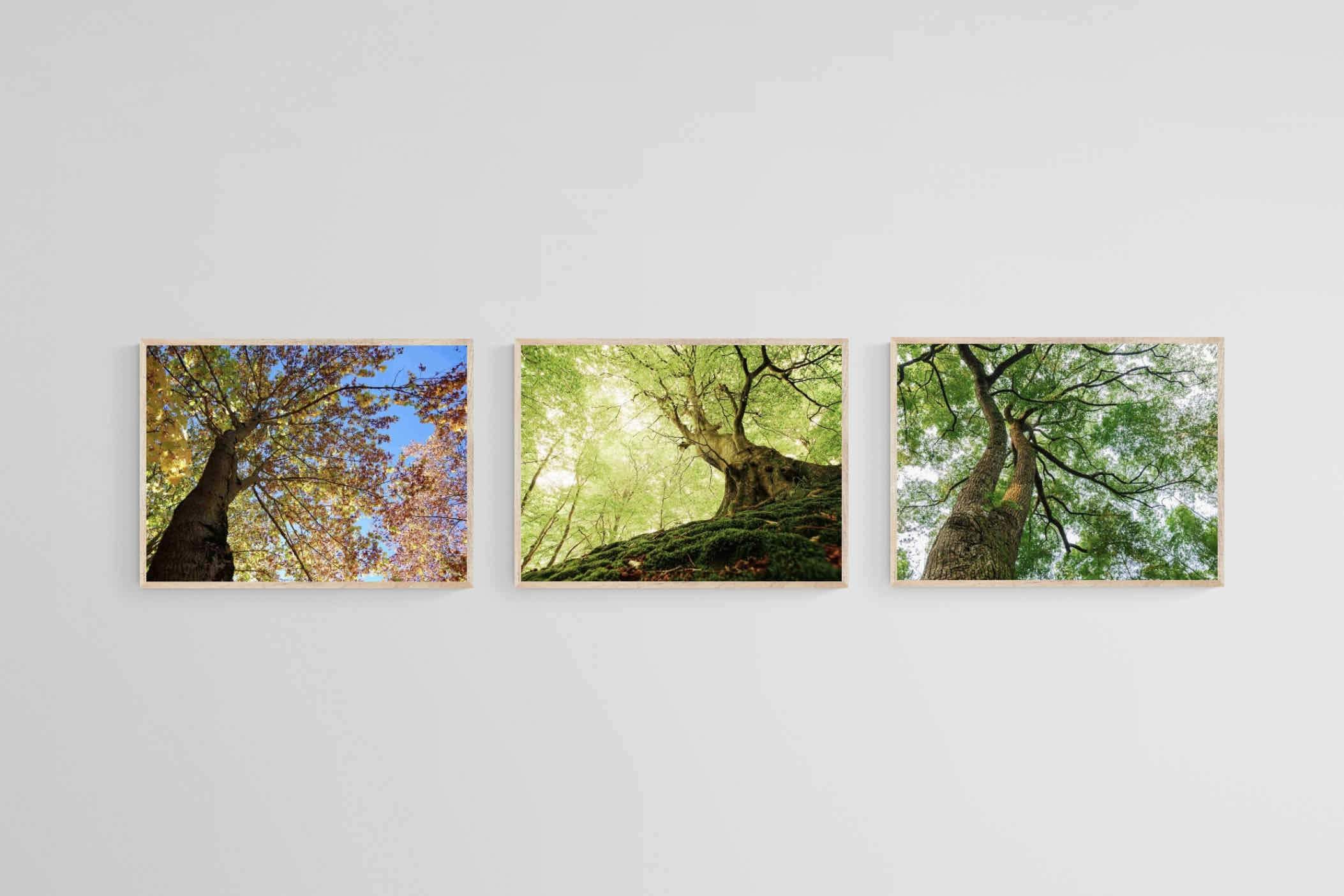 Tree Set-Wall_Art-60 x 45cm (x3)-Mounted Canvas-Wood-Pixalot