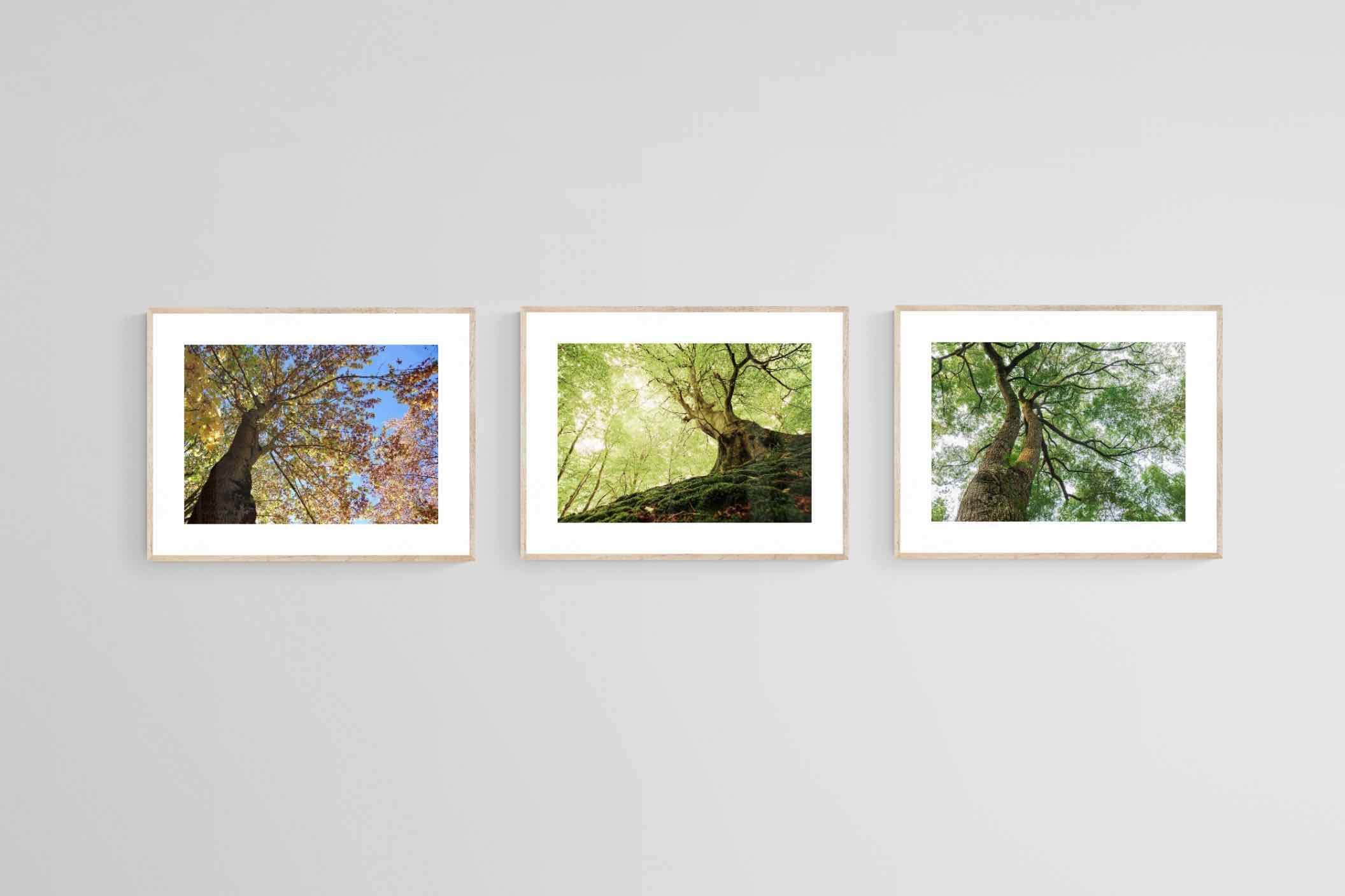 Tree Set-Wall_Art-80 x 60cm (x3)-Framed Print-Wood-Pixalot