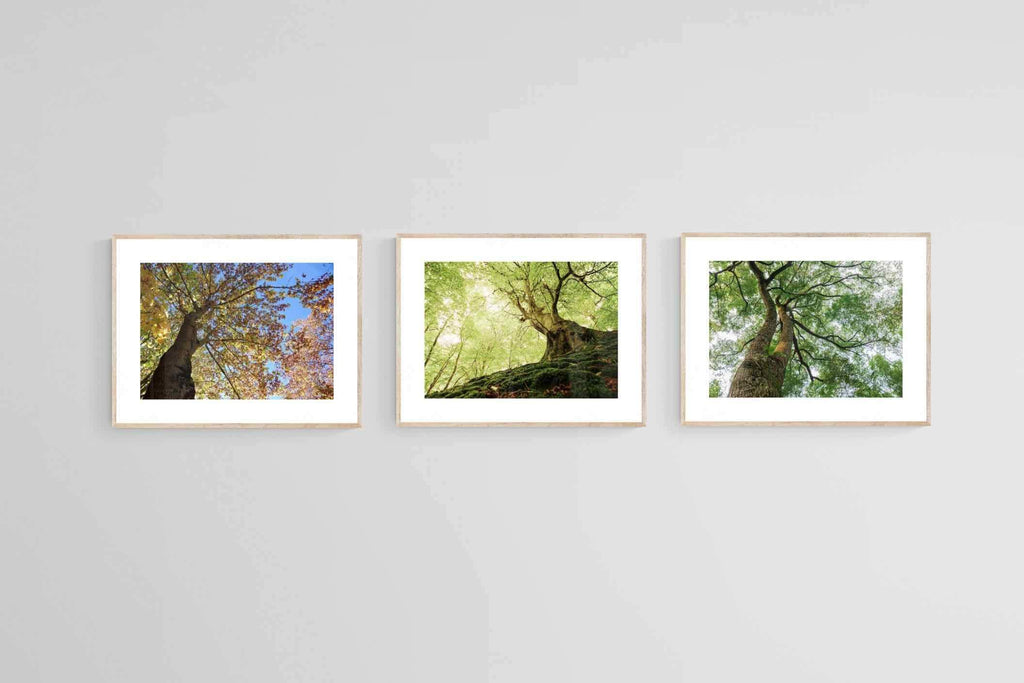 Tree Set-Wall_Art-80 x 60cm (x3)-Framed Print-Wood-Pixalot