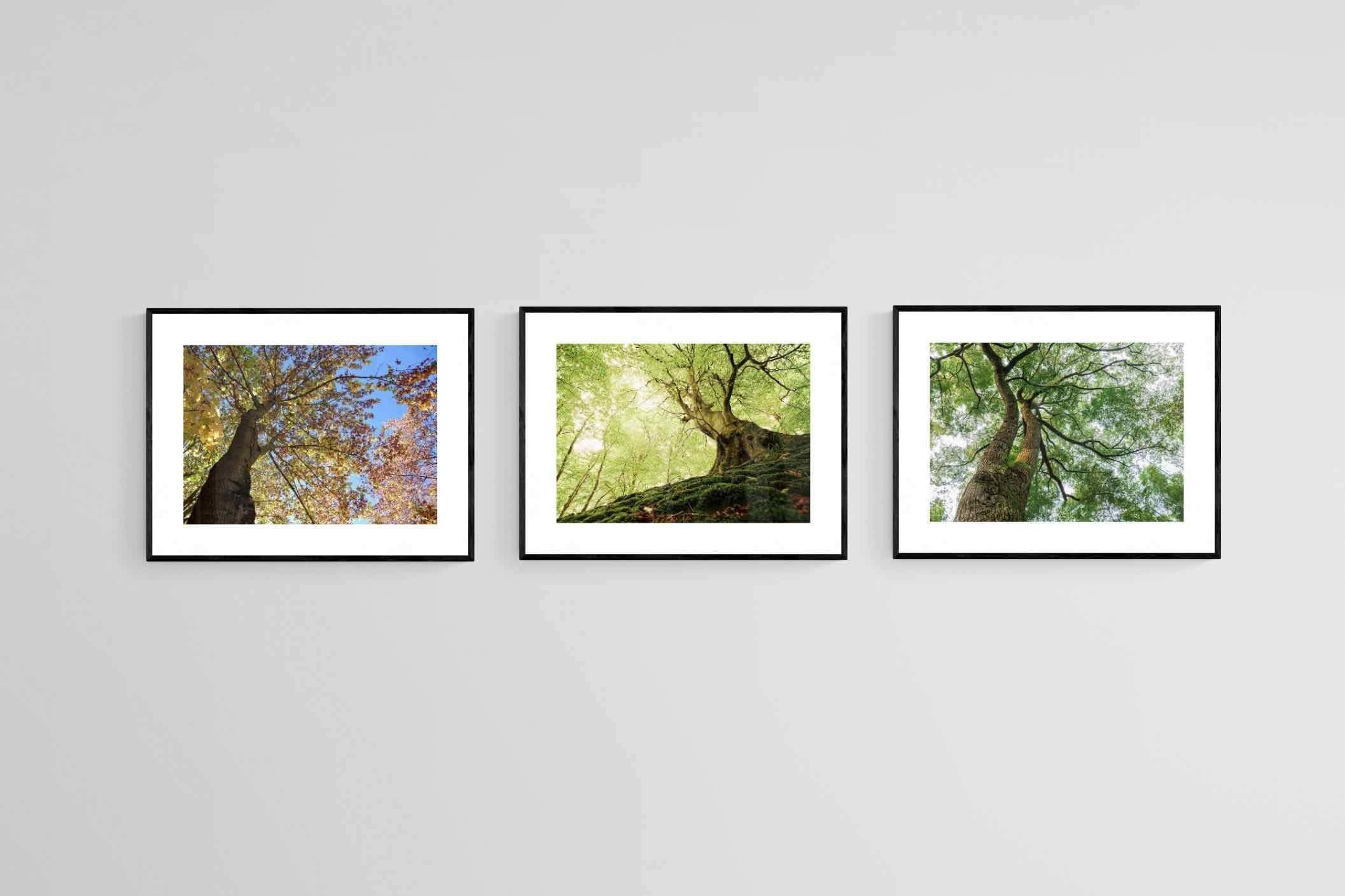 Tree Set-Wall_Art-80 x 60cm (x3)-Framed Print-Black-Pixalot