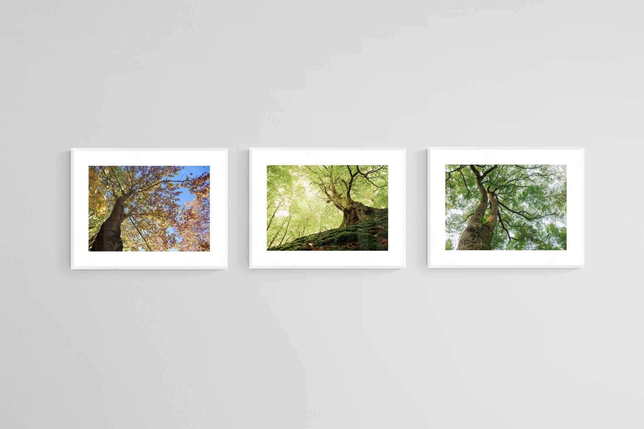 Tree Set-Wall_Art-80 x 60cm (x3)-Framed Print-White-Pixalot