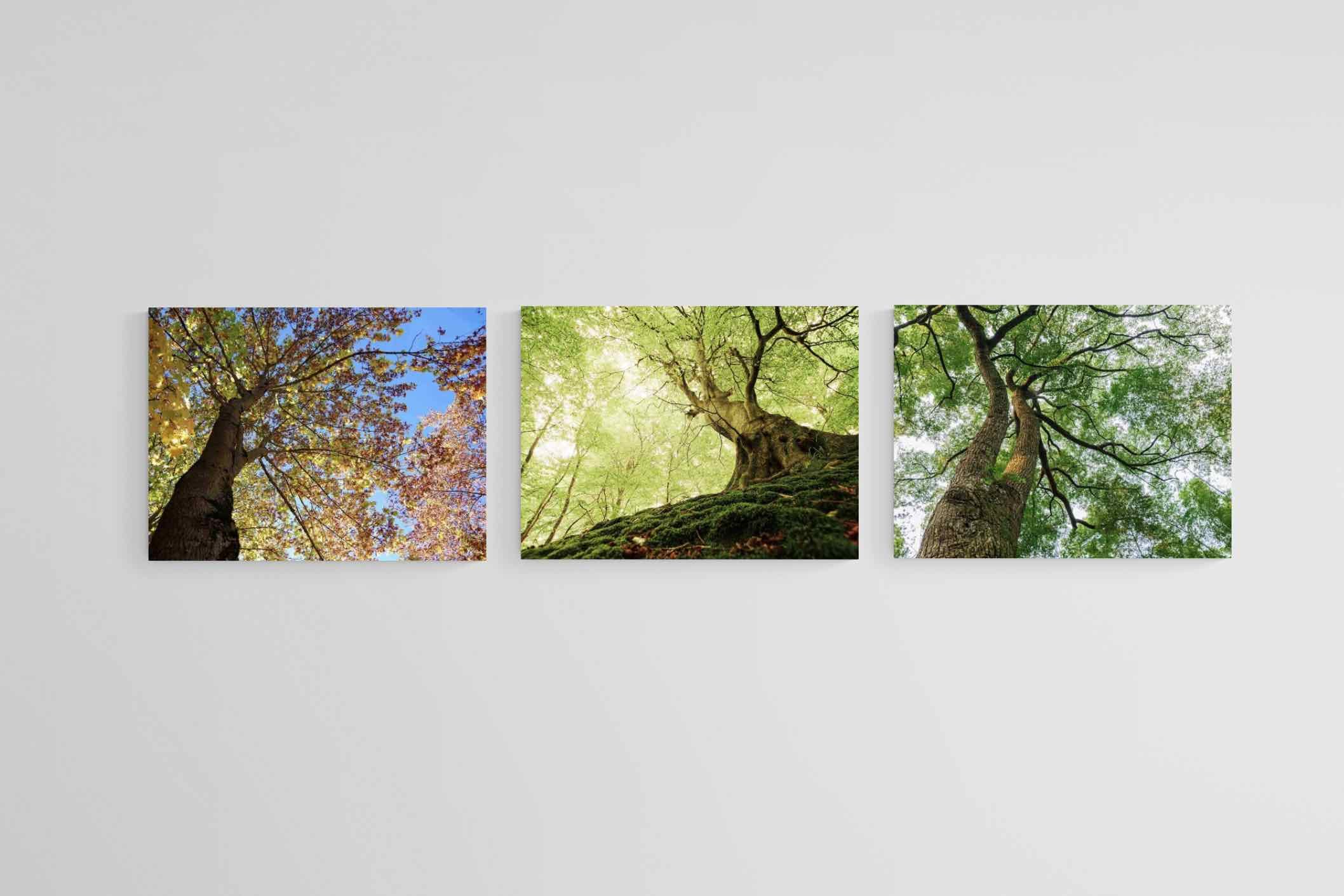 Tree Set-Wall_Art-80 x 60cm (x3)-Mounted Canvas-No Frame-Pixalot