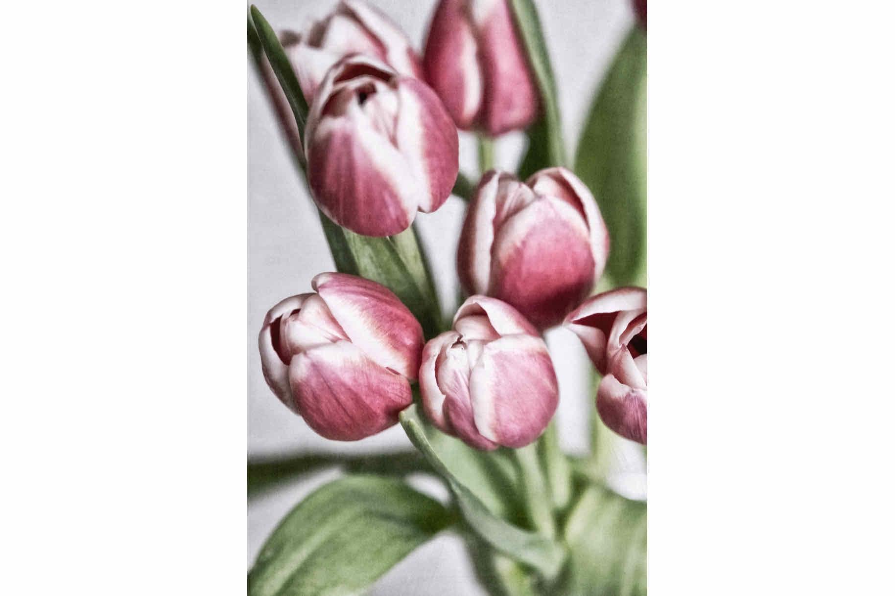 Tulip Bunch-Wall_Art-Pixalot