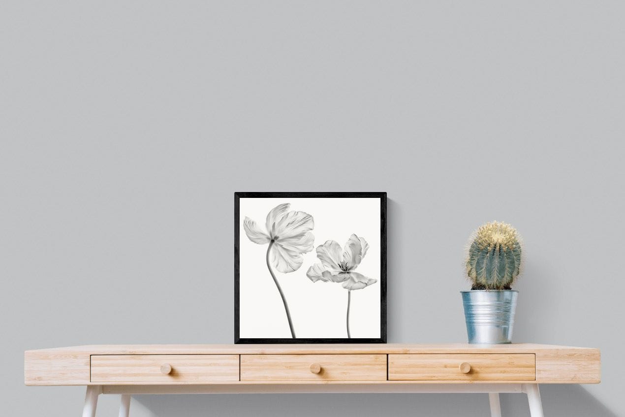 Tulip-Wall_Art-50 x 50cm-Mounted Canvas-Black-Pixalot