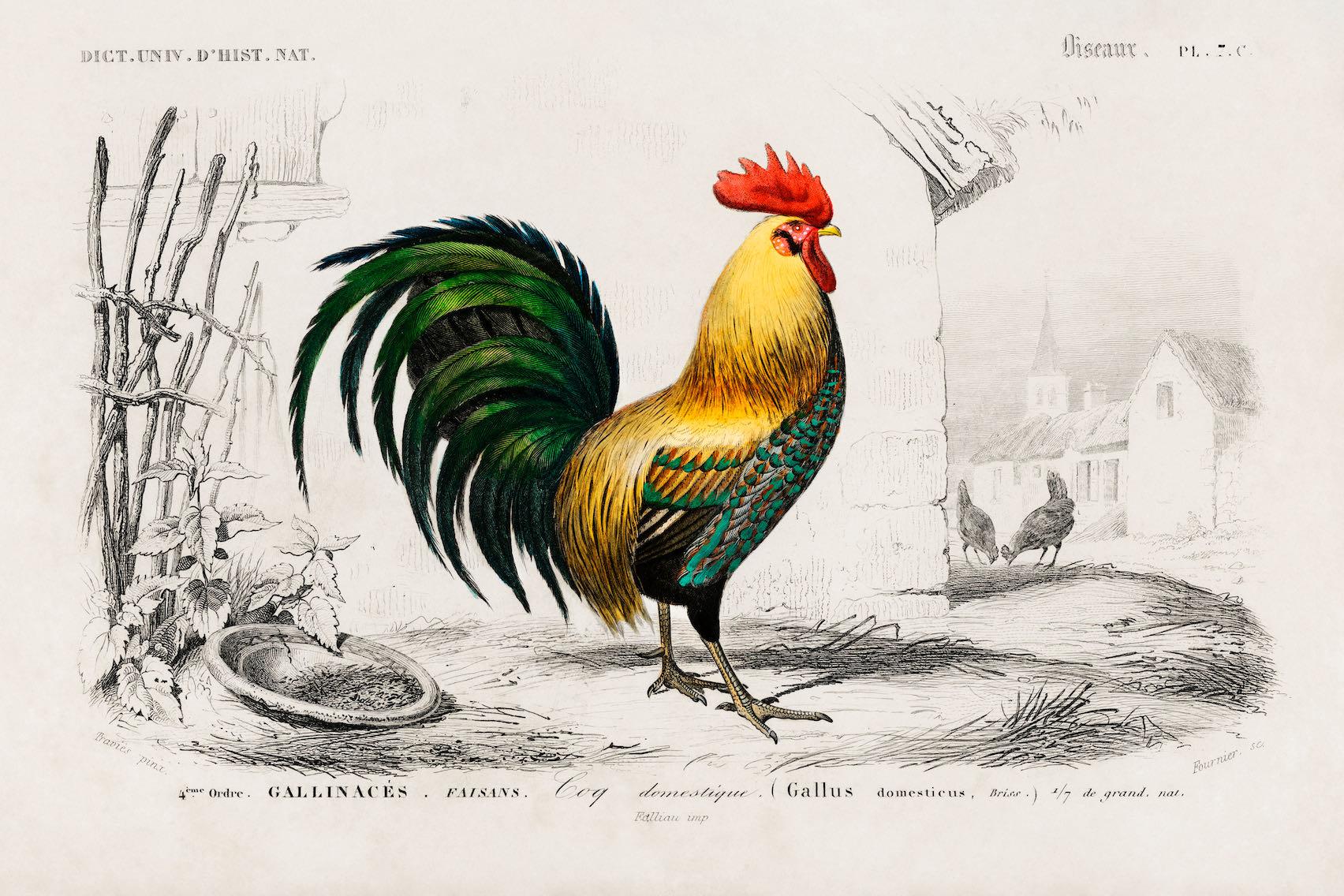Vintage Cockerel Illustration-Wall_Art-Pixalot