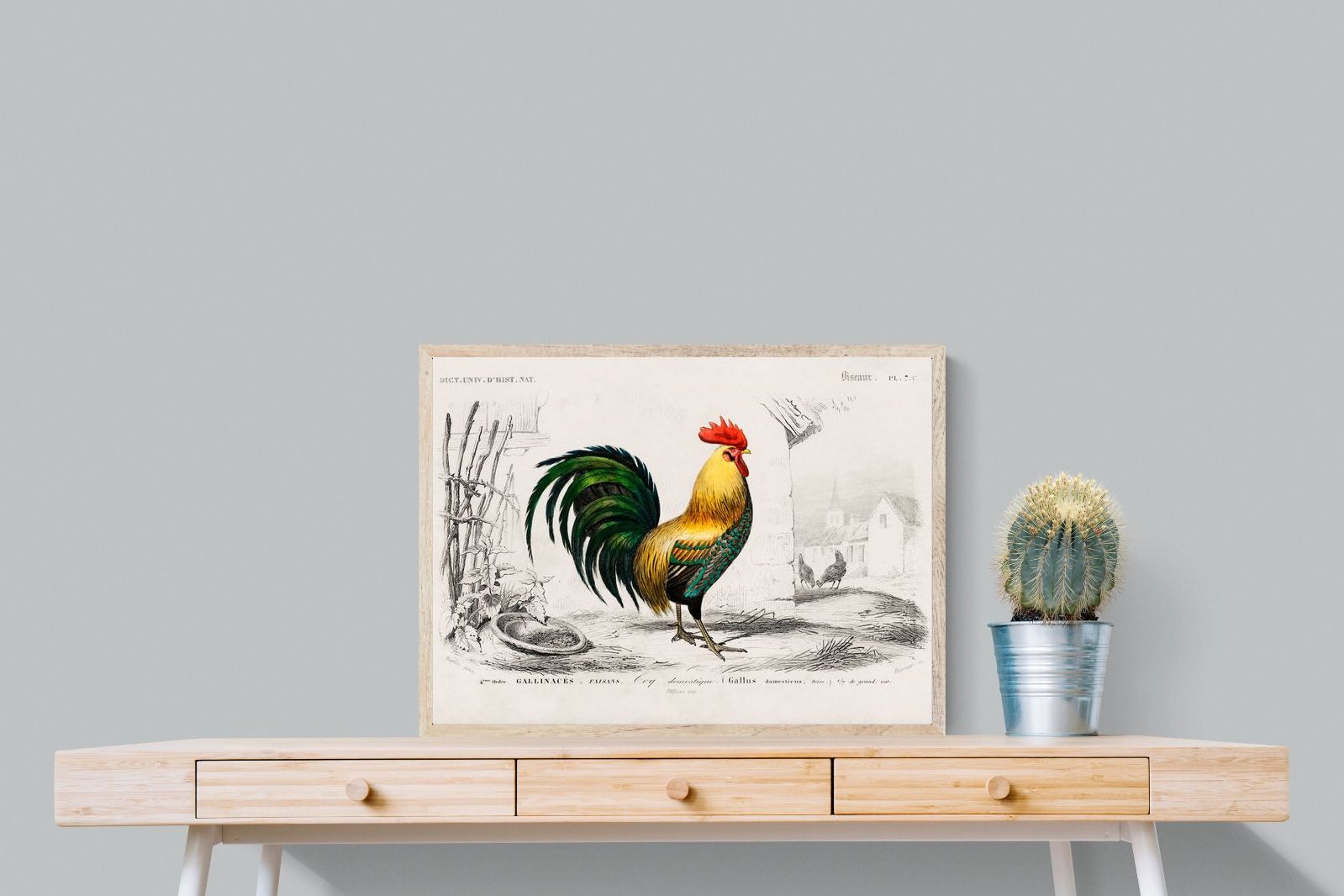 Pixalot Vintage Cockerel Illustration