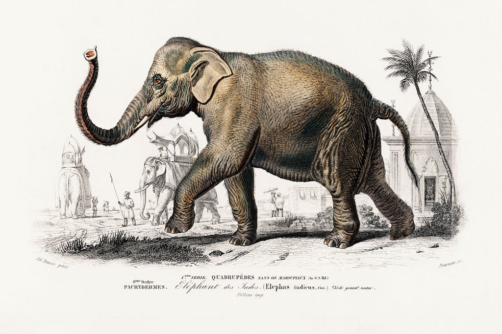 Vintage Elephant Illustration-Wall_Art-Pixalot