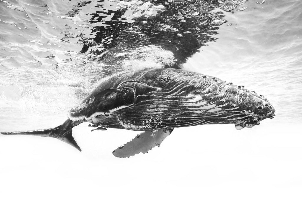 Whale Calf-Wall_Art-Pixalot