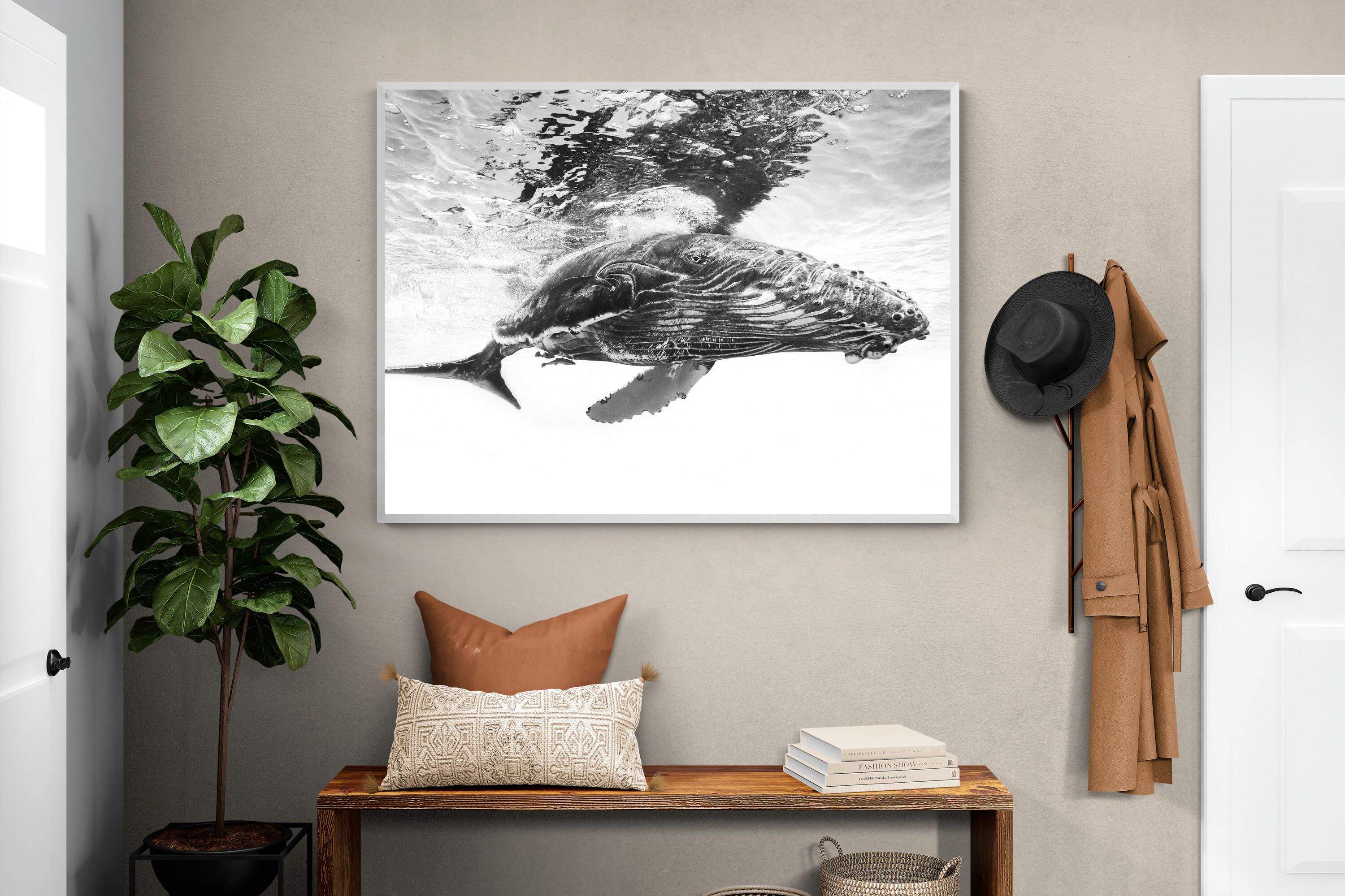Whale Calf Wall Art ⭐️ Canvas & Framed + Many Sizes