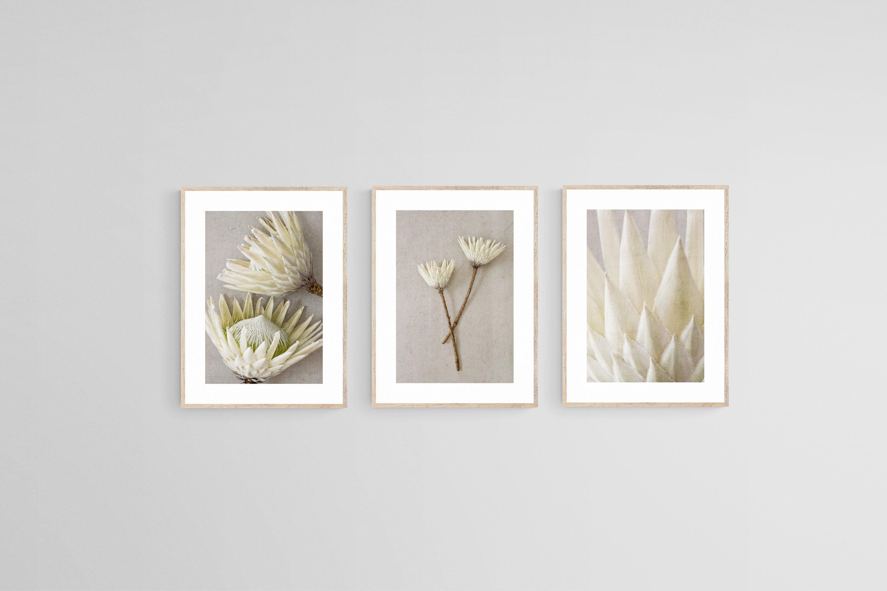 White King Proteas Set-Wall_Art-45 x 60cm (x3)-Framed Print-Wood-Pixalot