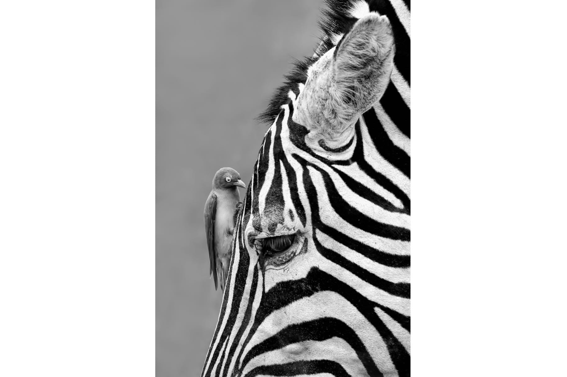 Zebra Sip-Wall_Art-Pixalot