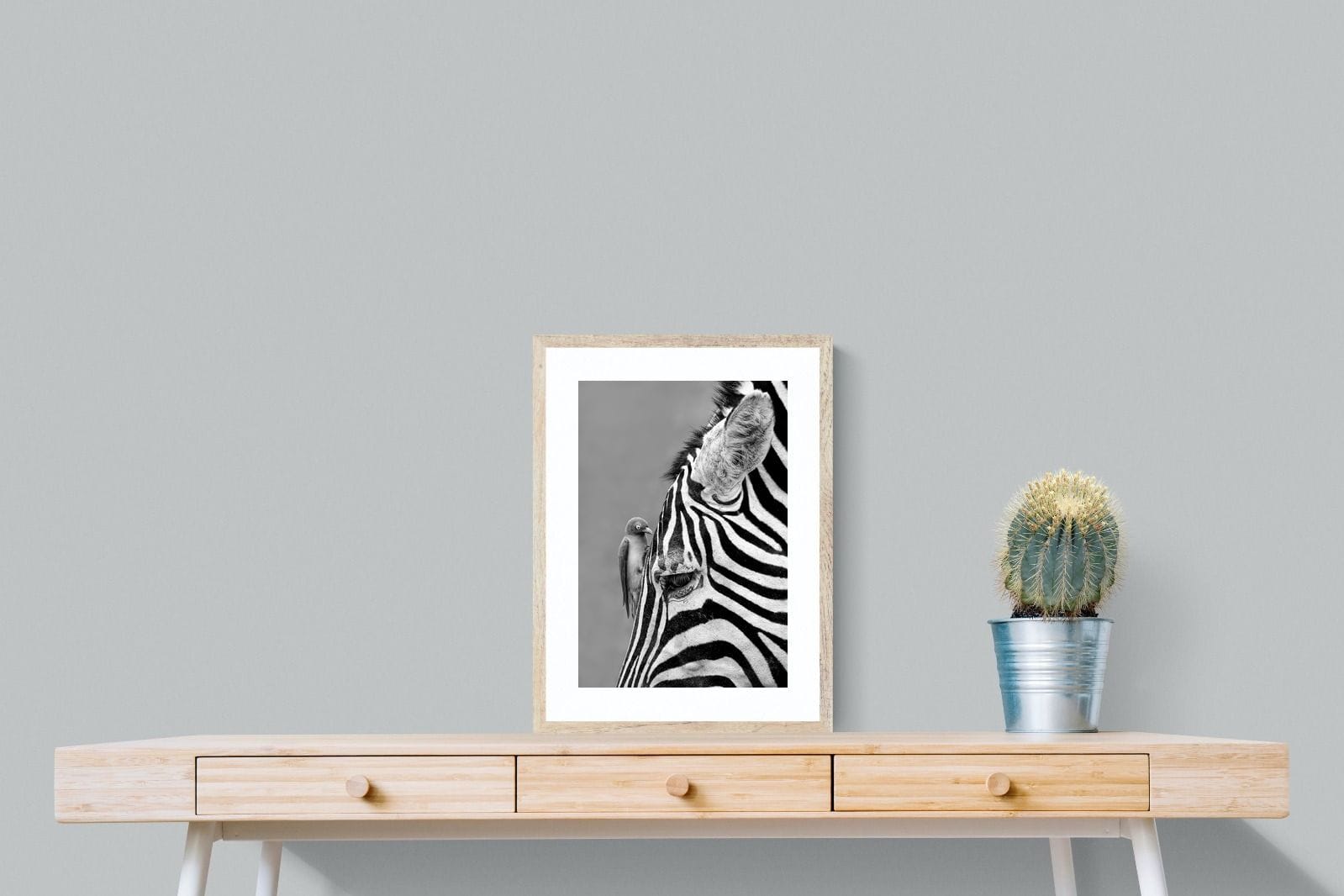 Zebra Sip-Wall_Art-45 x 60cm-Framed Print-Wood-Pixalot