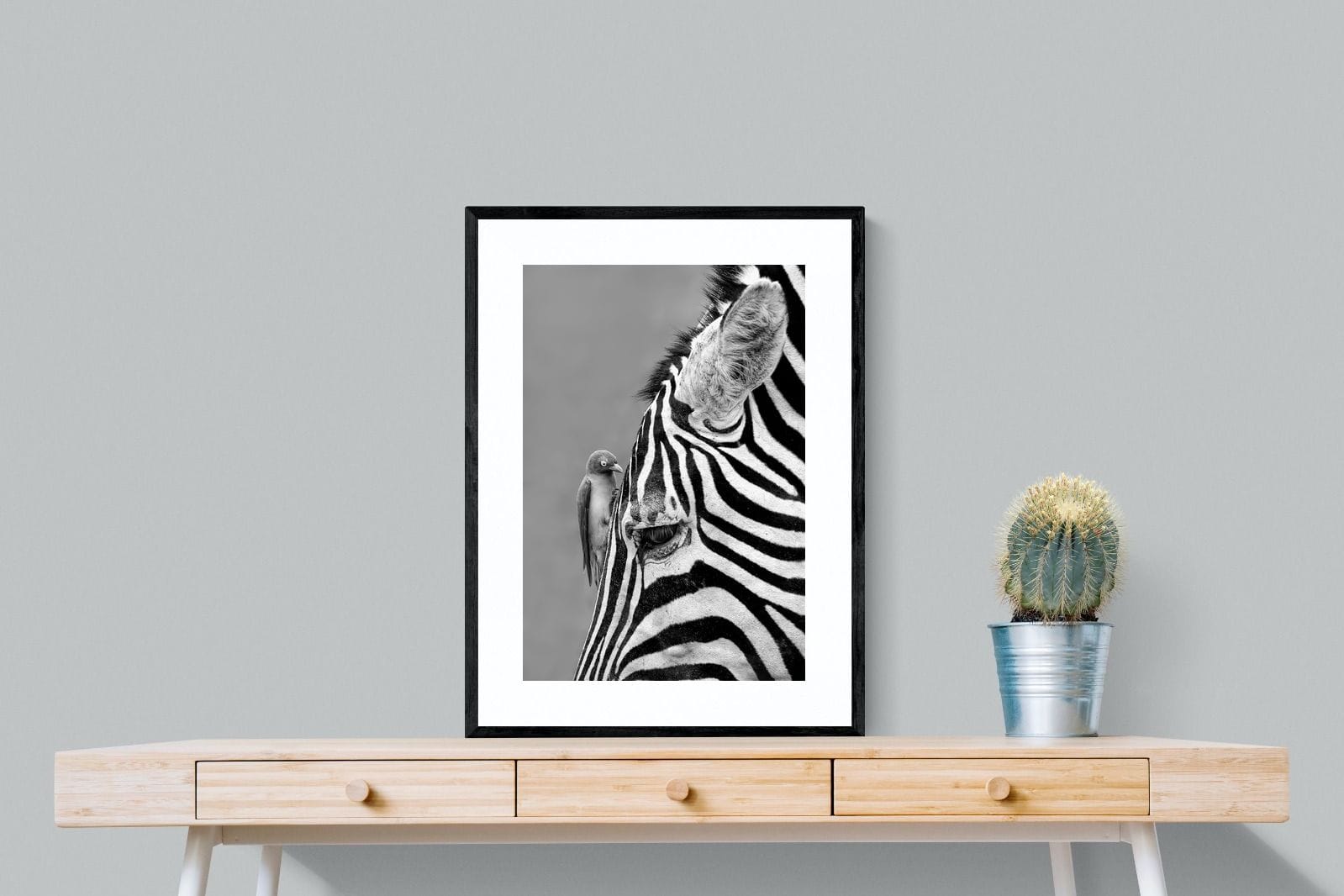 Zebra Sip-Wall_Art-60 x 80cm-Framed Print-Black-Pixalot