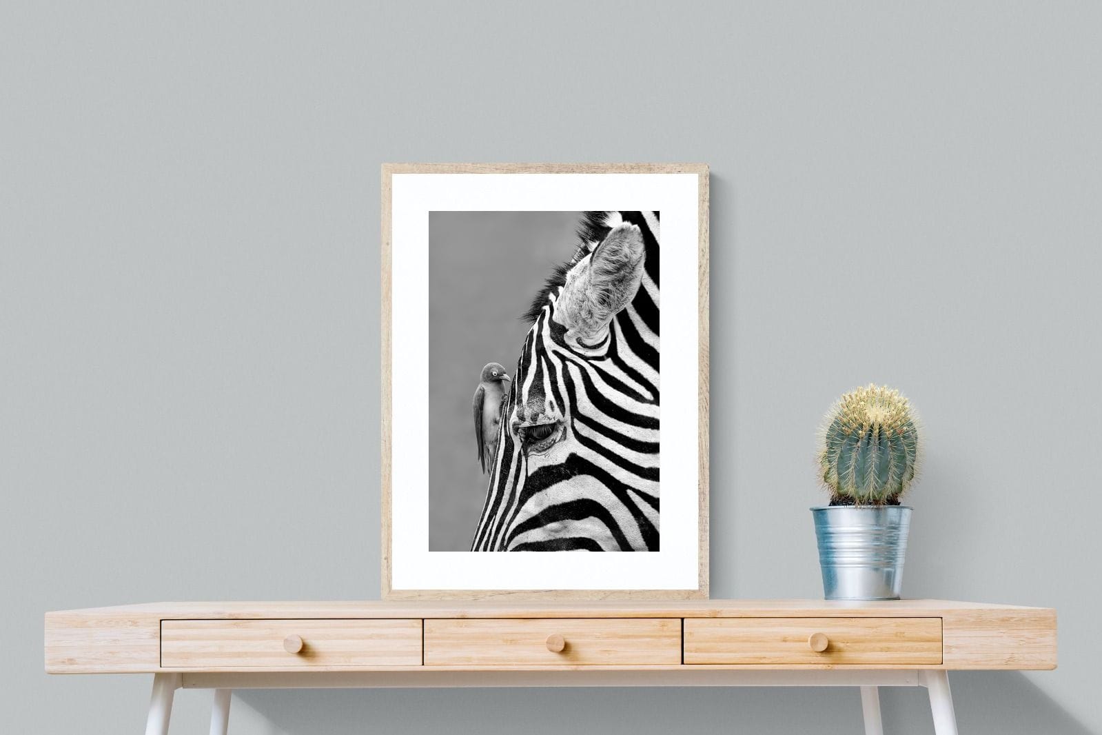 Zebra Sip-Wall_Art-60 x 80cm-Framed Print-Wood-Pixalot
