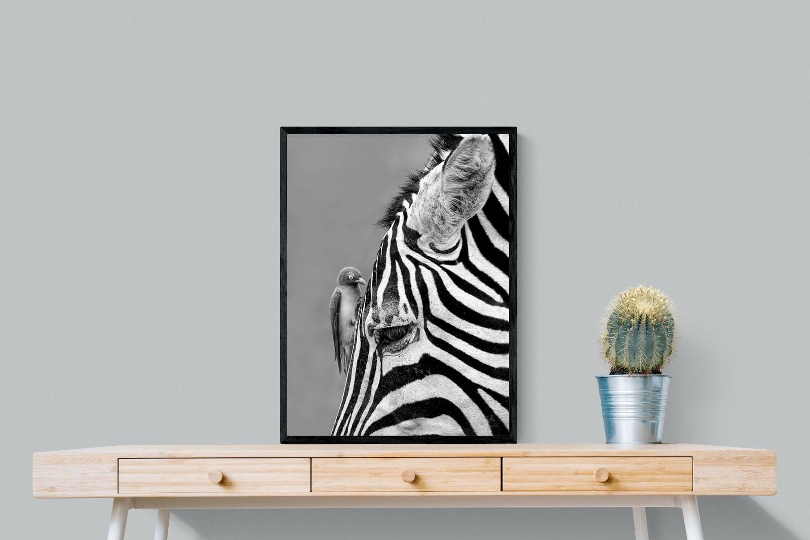 Zebra Sip-Wall_Art-60 x 80cm-Mounted Canvas-Black-Pixalot
