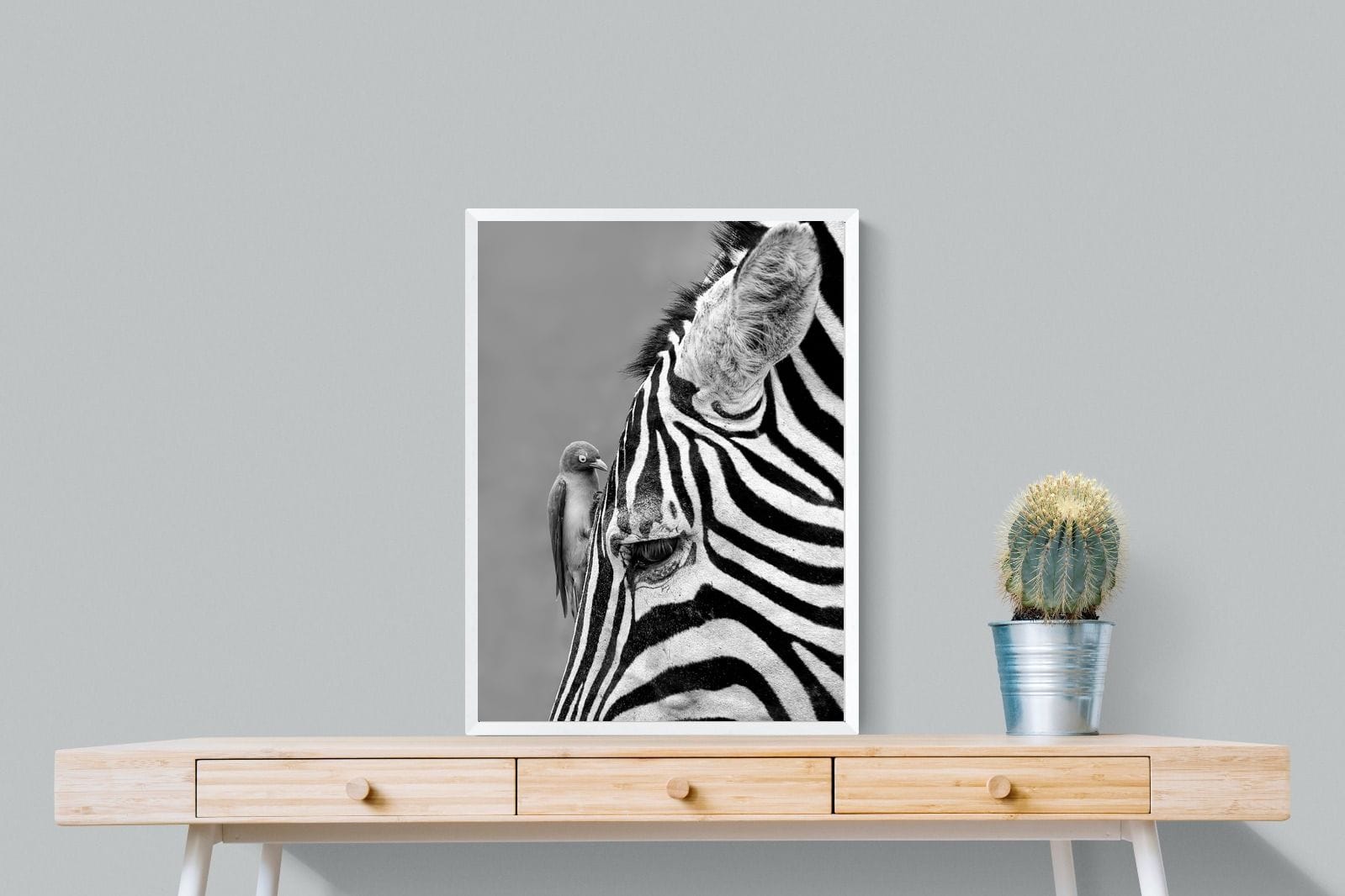 Zebra Sip-Wall_Art-60 x 80cm-Mounted Canvas-White-Pixalot