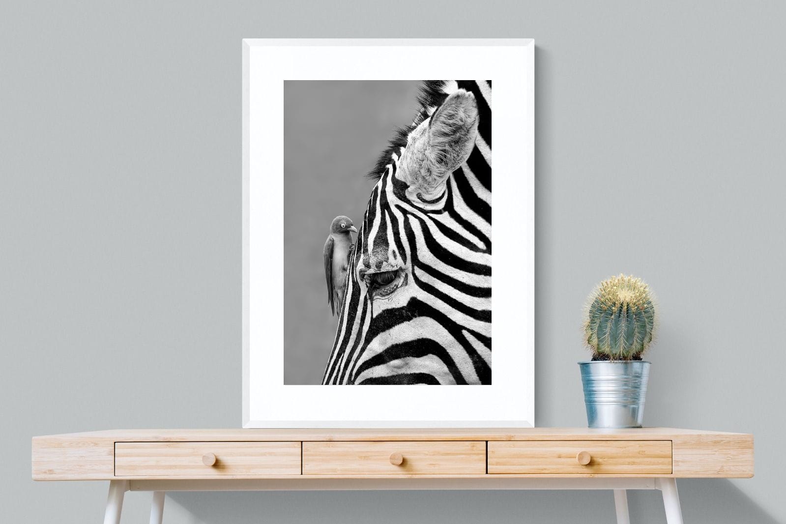 Zebra Sip-Wall_Art-75 x 100cm-Framed Print-White-Pixalot