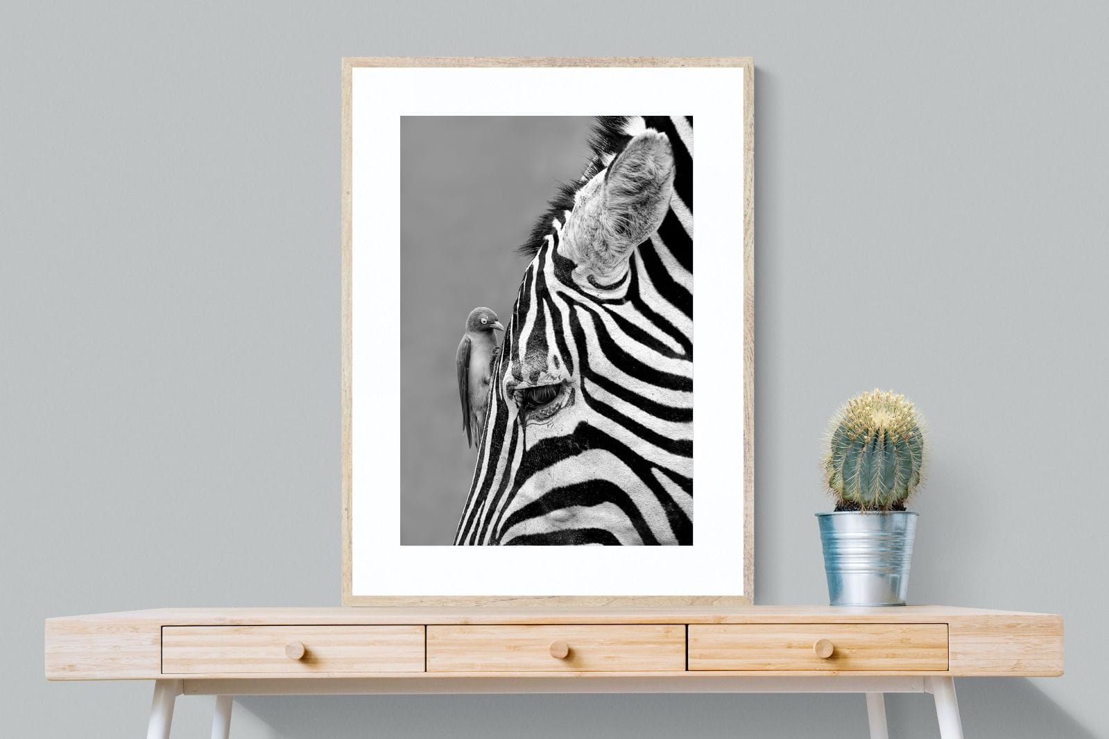 Zebra Sip-Wall_Art-75 x 100cm-Framed Print-Wood-Pixalot