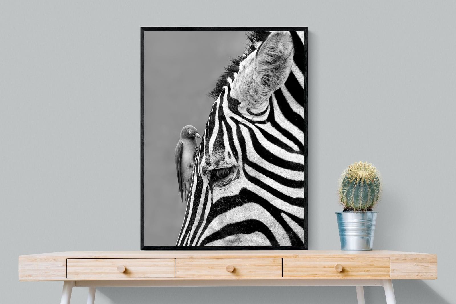 Zebra Sip-Wall_Art-75 x 100cm-Mounted Canvas-Black-Pixalot