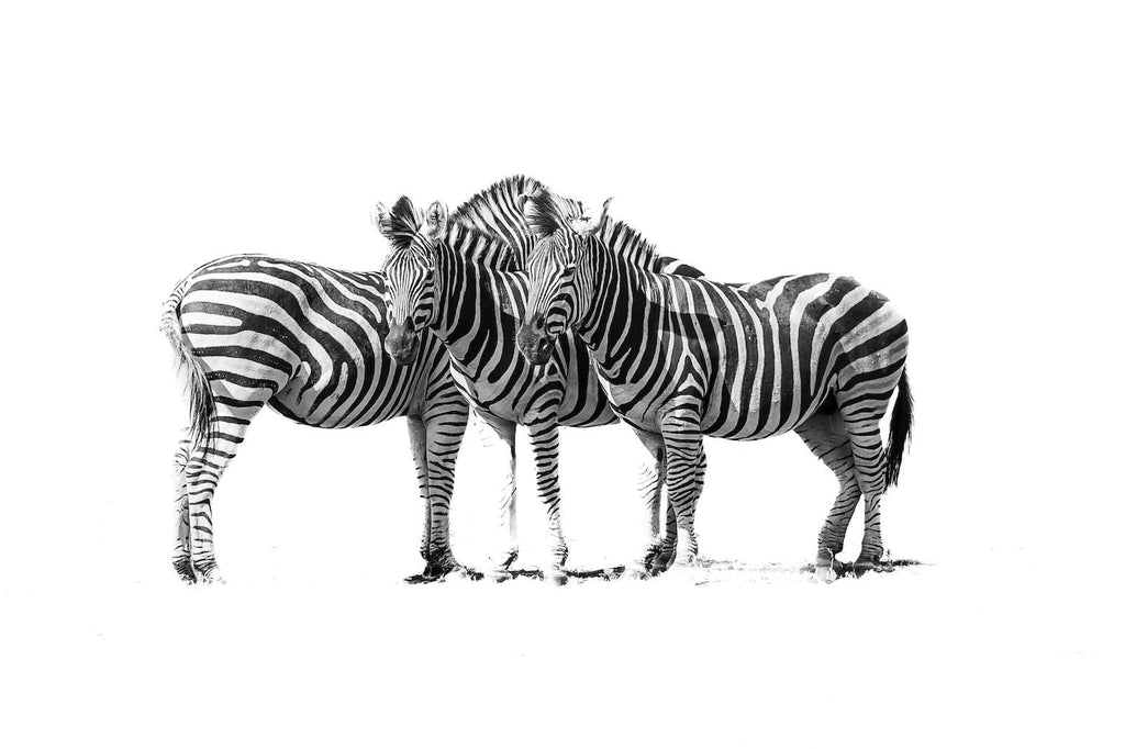 Zebra Trio-Wall_Art-Pixalot